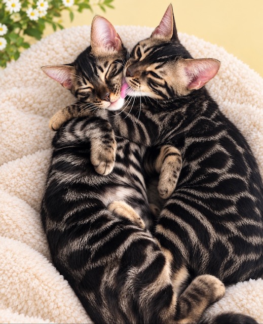 beautiful charcoal bengal kittens for sale in florida