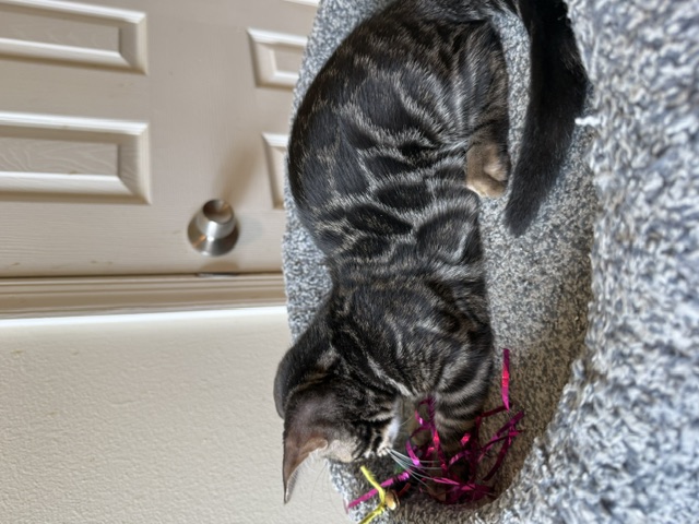 beautiful charcoal bengal kittens for sale in florida