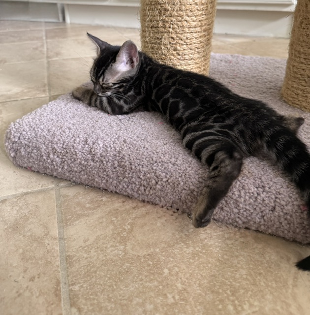 beautiful charcoal bengal kittens for sale in florida