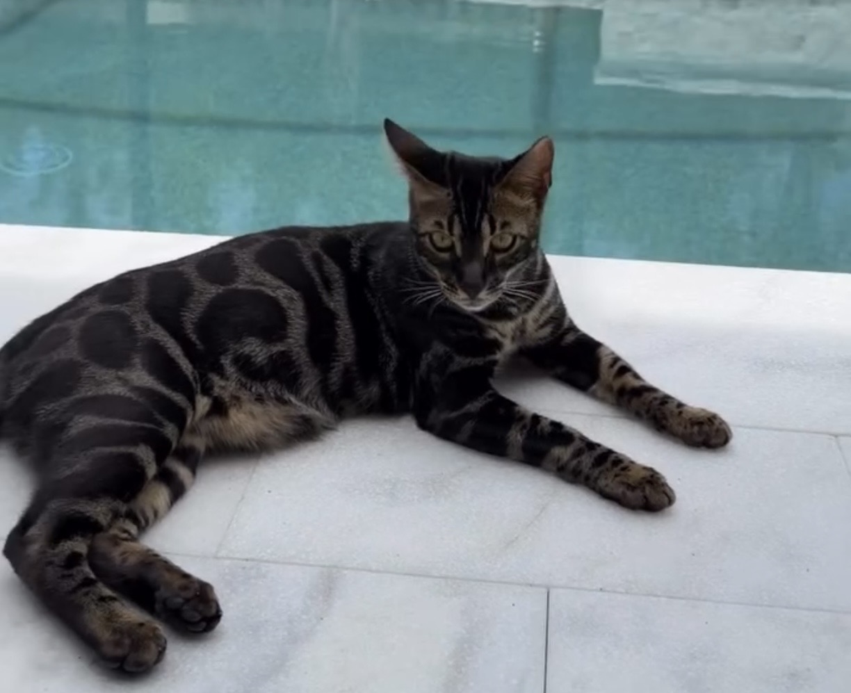 beautiful charcoal bengal kittens for sale in florida