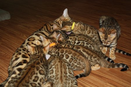 brown rosetted bengal kittens