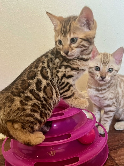 available bengal kittens for sale in Florida