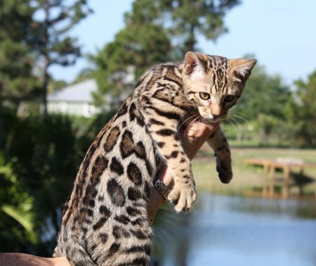 beautiful male bengal stud for breeding bengal kittens for sale in florida