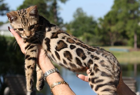 beautiful male bengal stud for breeding bengal kittens for sale in florida