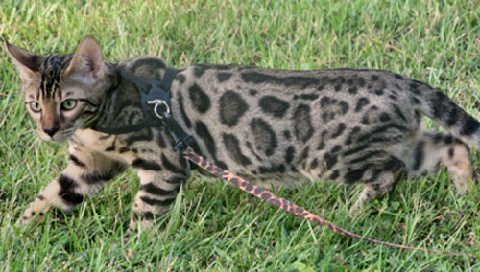 beautiful bengal stud for breeding bengal kittens for sale in florida
