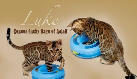 Bengal cat Luke