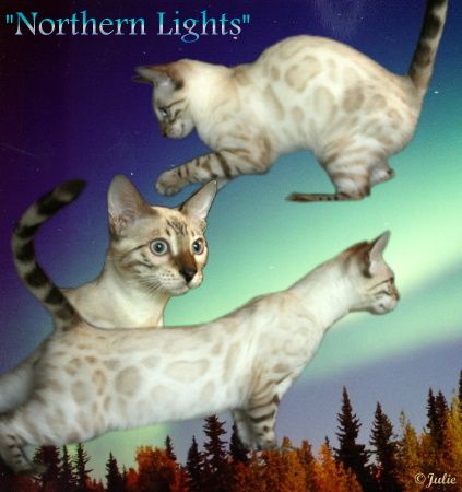 Bengal kittens, ZawieCo Bengal cat breeders, Bengal kittens for sale in Florida, Bengal cats for sale Florida, Bengal cats Florida, bengal kittens Florida, Snow bengals, Charcoal bengals, Charcoal snow bengals