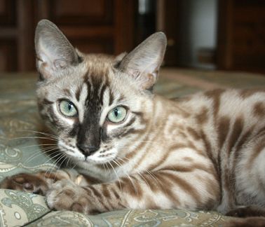 Bengal kittens, ZawieCo Bengal cat breeders, Bengal kittens for sale in Florida, Bengal cats for sale Florida, Bengal cats Florida, bengal kittens Florida, Snow bengals, Charcoal bengals, Charcoal snow bengals