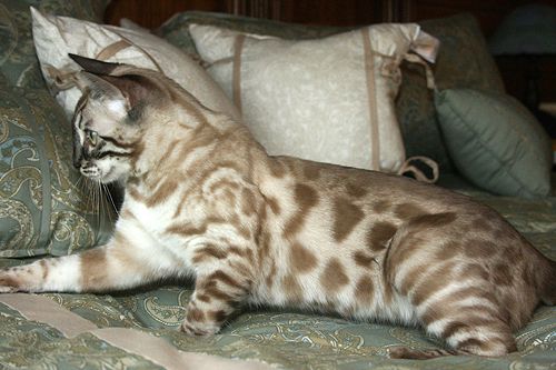 Bengal kittens, ZawieCo Bengal cat breeders, Bengal kittens for sale in Florida, Bengal cats for sale Florida, Bengal cats Florida, bengal kittens Florida, Snow bengals, Charcoal bengals, Charcoal snow bengals