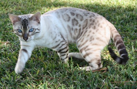 beautiful bengal queen for breeding bengal kittens for sale in florida