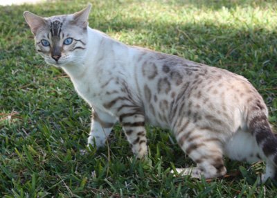 beautiful bengal queen for breeding bengal kittens for sale in florida