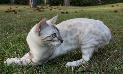 beautiful bengal queen for breeding bengal kittens for sale in florida