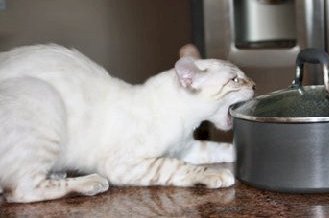 Bengal kittens, ZawieCo Bengal cat breeders, Bengal kittens for sale in Florida, Bengal cats for sale Florida, Bengal cats Florida, bengal kittens Florida, Snow bengals, Charcoal bengals, Charcoal snow bengals