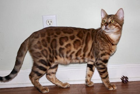 beautiful bengal stud for breeding bengal kittens for sale in florida