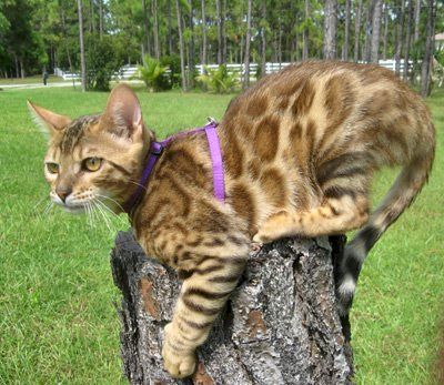 beautiful bengal stud for breeding bengal kittens for sale in florida