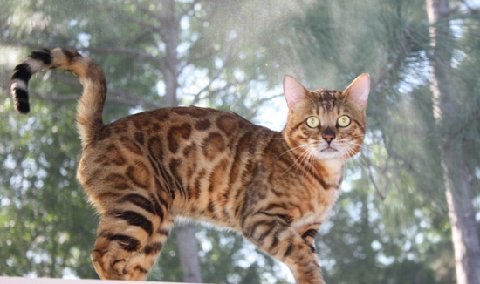 beautiful bengal stud for breeding bengal kittens for sale in florida