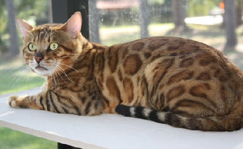 beautiful bengal stud for breeding bengal kittens for sale in florida