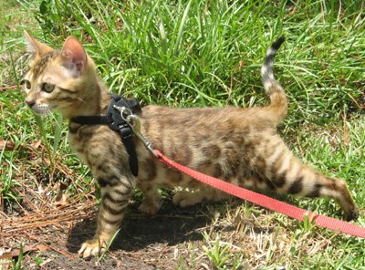 beautiful bengal stud for breeding bengal kittens for sale in florida