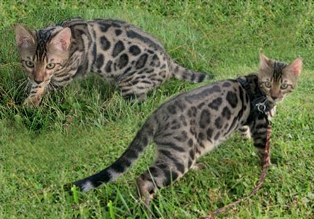 beautiful bengal stud for breeding bengal kittens for sale in florida