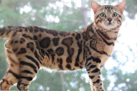 beautiful bengal stud for breeding slp snow and charcoal bengal kittens available for sale at ZawieCo Bengals in florida