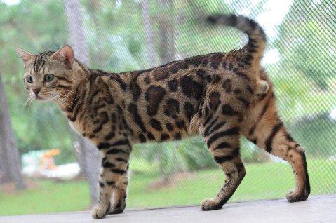 Bengal kittens, Bengal cat breeders, bengal cat, bengal cats, bengal kitten, Bengal kittens for sale in Florida, Bengal cats for sale Florida, Bengal cats Florida, bengal kittens Florida, Snow bengals, Charcoal bengals, Charcoal snow bengals
