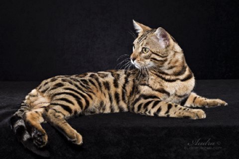 beautiful bengal stud for breeding slp snow and charcoal bengal kittens available for sale at ZawieCo Bengals in florida