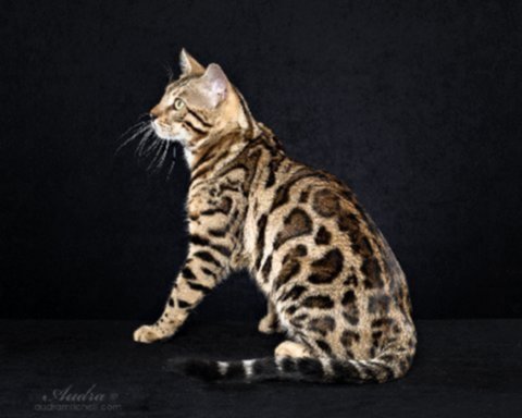 beautiful bengal stud for breeding slp snow and charcoal bengal kittens available for sale at ZawieCo Bengals in florida