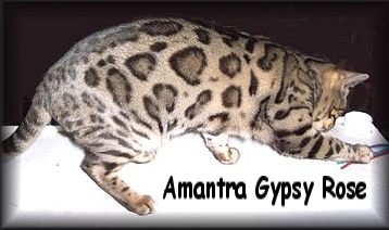 Bengal kittens, ZawieCo Bengal cat breeders, Bengal kittens for sale in Florida, Bengal cats for sale Florida, Bengal cats Florida, bengal kittens Florida, Snow bengals, Charcoal bengals, Charcoal snow bengals