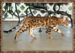 Bengal kittens, ZawieCo Bengal cat breeders, Bengal kittens for sale in Florida, Bengal cats for sale Florida, Bengal cats Florida, bengal kittens Florida, Snow bengals, Charcoal bengals, Charcoal snow bengals