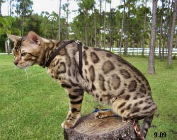 beautiful bengal queen for breeding bengal kittens for sale in florida