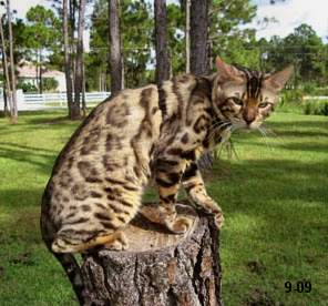 beautiful bengal queen for breeding bengal kittens for sale in florida