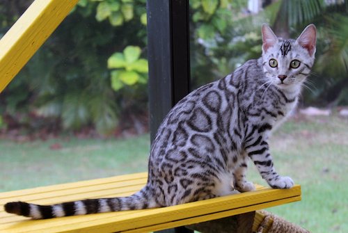beautiful rosetted silver bengal queen for breeding bengal kittens at Zawieco in florida