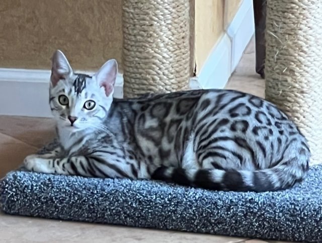 beautiful rosetted silver bengal queen for breeding bengal kittens at Zawieco in florida