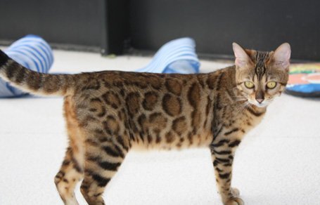 Bengal breeder queen CeeDee