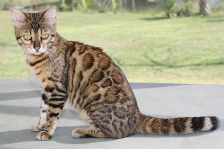 beautiful bengal queen for breeding bengal kittens for sale in florida