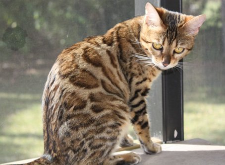 beautiful bengal queen for breeding bengal kittens for sale in florida