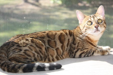 beautiful bengal queen for breeding bengal kittens for sale in florida