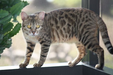 Bengal kittens, ZawieCo Bengal cat breeders, Bengal kittens for sale in Florida, Bengal cats for sale Florida, Bengal cats Florida, bengal kittens Florida, Snow bengals, Charcoal bengals, Charcoal snow bengals