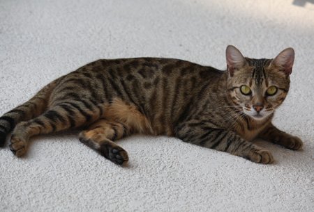 beautiful bengal queen for breeding bengal kittens for sale in florida