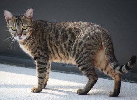 beautiful bengal queen for breeding bengal kittens for sale in florida