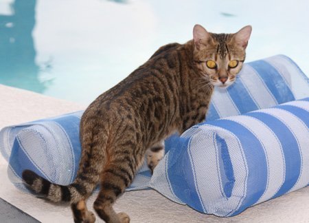 beautiful bengal queen for breeding bengal kittens for sale in florida