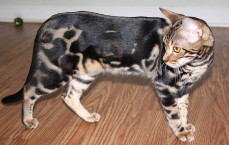 Bengal kittens, ZawieCo Bengal cat breeders, Bengal kittens for sale in Florida, Bengal cats for sale Florida, Bengal cats Florida, bengal kittens Florida, Snow bengals, Charcoal bengals, Charcoal snow bengals