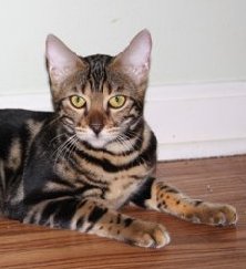 beautiful bengal queen for breeding bengal kittens for sale in florida