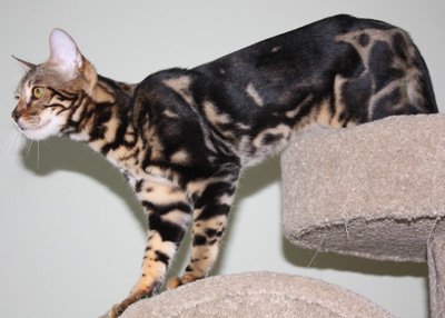 beautiful bengal queen for breeding bengal kittens for sale in florida