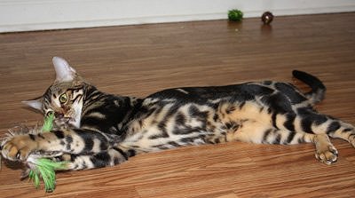 beautiful bengal queen for breeding bengal kittens for sale in florida