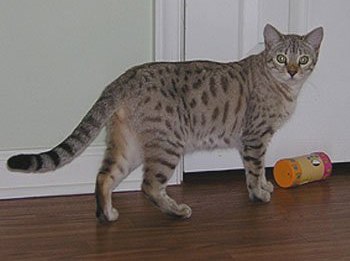 Bengal breeder queen Emiko