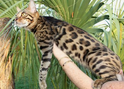 beautiful bengal queen for breeding bengal kittens for sale in florida