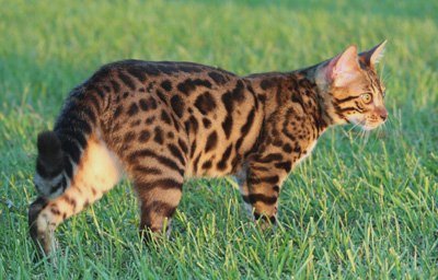 beautiful bengal queen for breeding bengal kittens for sale in florida