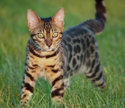 Bengal kittens, ZawieCo Bengal cat breeders, Bengal kittens for sale in Florida, Bengal cats for sale Florida, Bengal cats Florida, bengal kittens Florida, Snow bengals, Charcoal bengals, Charcoal snow bengals