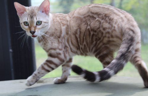 beautiful rosetted mink snow bengal queen for breeding bengal kittens at Zawieco in florida